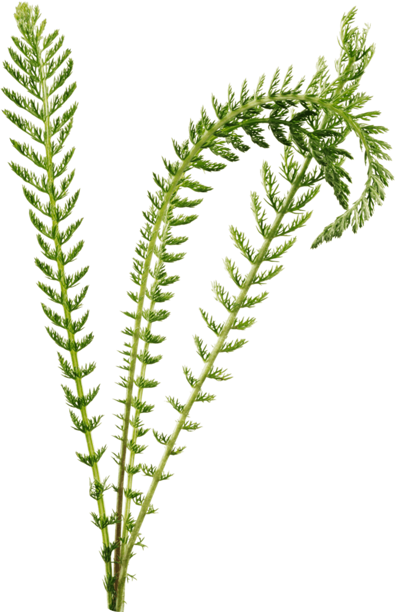 Yarrow leaves